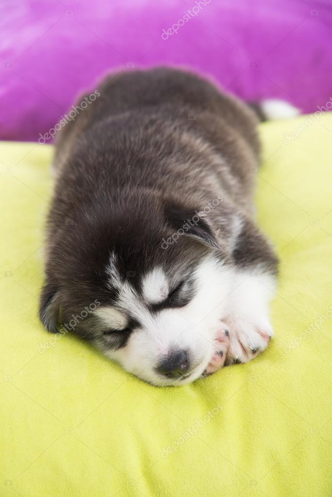 Where Should My Husky Puppy Sleep