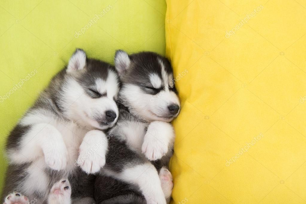 ベッドで寝ているかわいい 2 つのシベリアン ハスキー子犬 ストック写真 C Lufimorgan ベッドで寝ているかわいい 2 つのシベリアン ハスキー子犬 ストック写真 C Lufimorgan