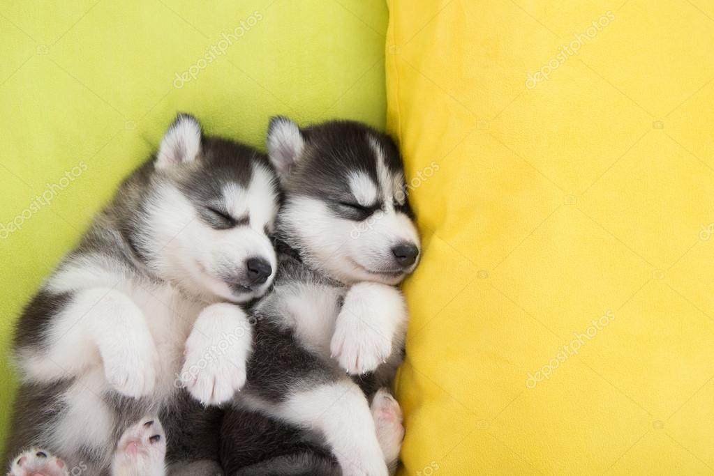 where should my husky puppy sleep