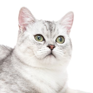 Amerikan kısa saç kedi yakın çekim