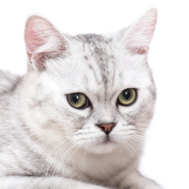 Amerikan kısa saç kedi yakın çekim
