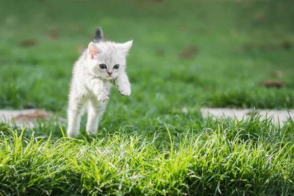 Leuke Amerikaanse kort haar kitten springen — Stockfoto