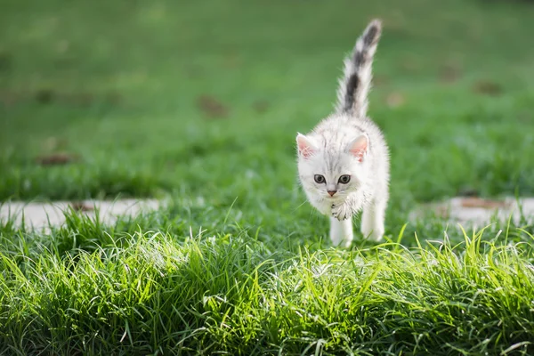 Sevimli Amerikan kısa saç yavru kedi atlama — Stok fotoğraf