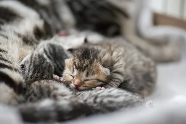 Lindo recién nacido tabby gatitos durmiendo con madre — Foto de Stock