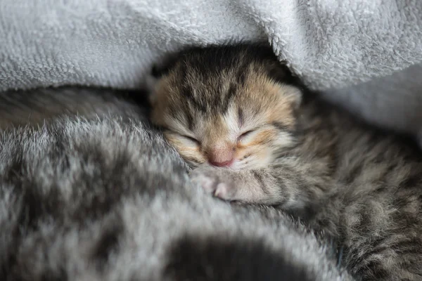 Lindo recién nacido tabby gatitos durmiendo con madre — Foto de Stock