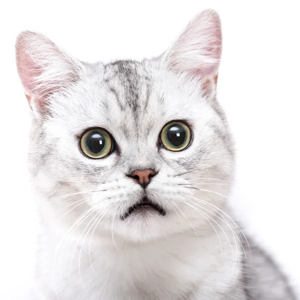 Primer plano de gato de pelo corto americano — Foto de Stock