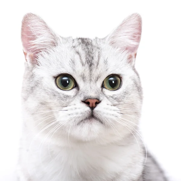 Gros Plan De Chat Americain A Poils Courts Image Libre De Droit Par Lufimorgan C Gros Plan De Chat Americain A Poils Courts Image Libre De Droit Par Lufimorgan C