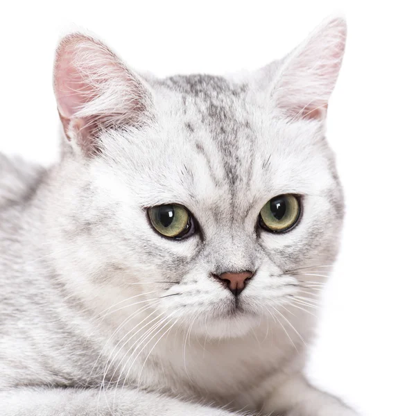 Primer plano de gato de pelo corto americano — Foto de Stock