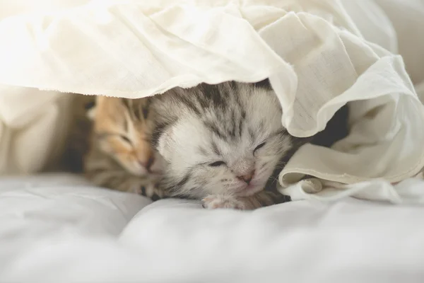 Милі таббі кошенята лежать — стокове фото