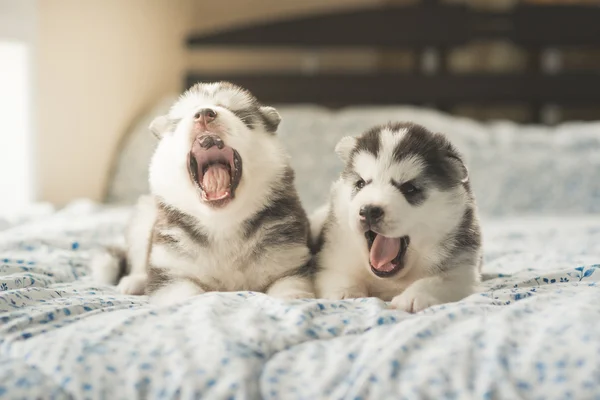 Lindo dos cachorros siberianos husky acostado en una cama —  Fotos de Stock
