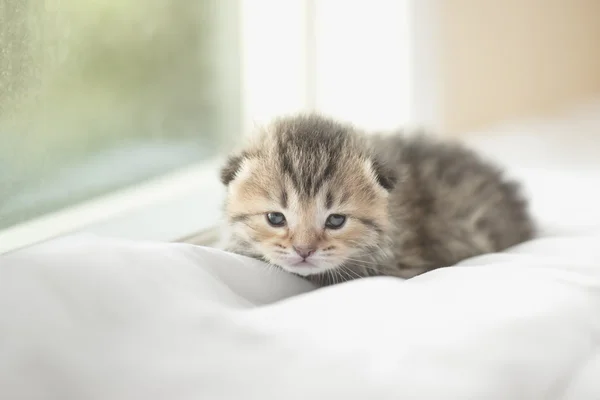 Bonito tabby gatinho sentado olhando — Fotografia de Stock