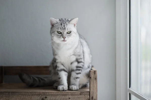 Lindo americano pelo corto gato sentado — Foto de Stock