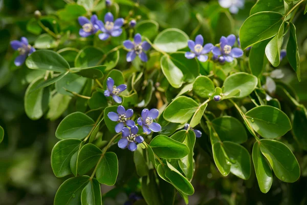 Stäng upp små blå blommor — Stockfoto