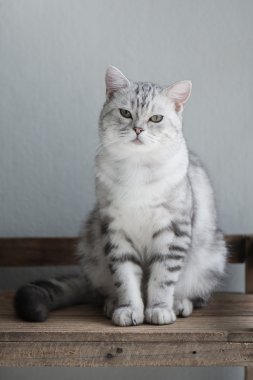 Oturma sevimli Amerikan kısa saç kedi 