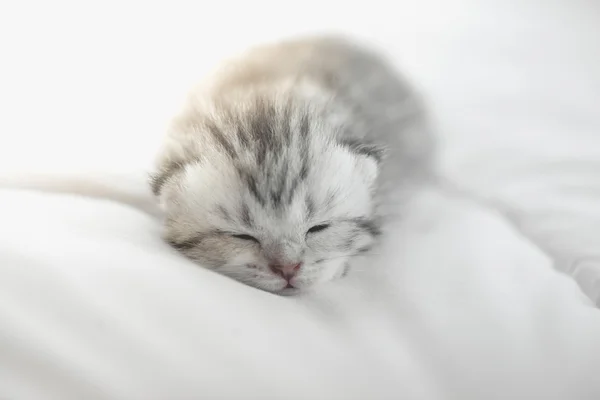 Lindos gatitos tabby mintiendo — Foto de Stock