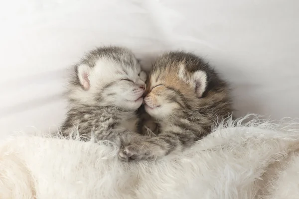 Cute tabby kittens sleeping and hugging — Stock Photo, Image