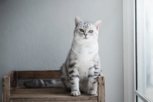 Bonito americano de cabelo curto gato sentado — Fotografia de Stock