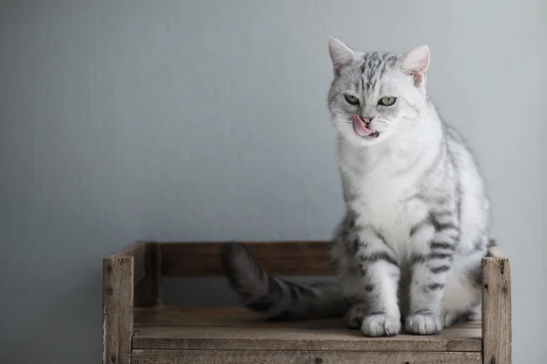 Lindo americano corto pelo gatito sentado y lamiendo labios — Foto de Stock