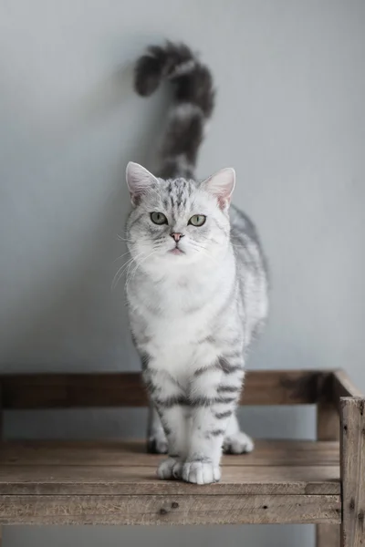 Симпатичная американская коротковолосая кошка сидит — стоковое фото