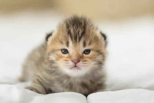 Yalan sevimli tekir yavru kedi — Stok fotoğraf