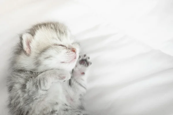 거짓말 하는 귀여운 줄무늬 고양이 — 스톡 사진