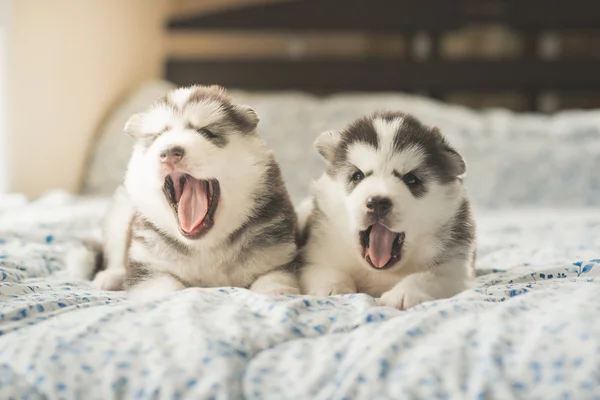 Lucu dua anak anjing siberian husky berbaring di tempat tidur — Stok Foto
