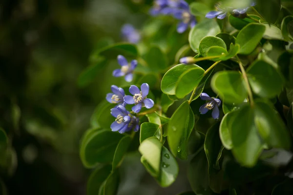 Stäng upp små blå blommor — Stockfoto