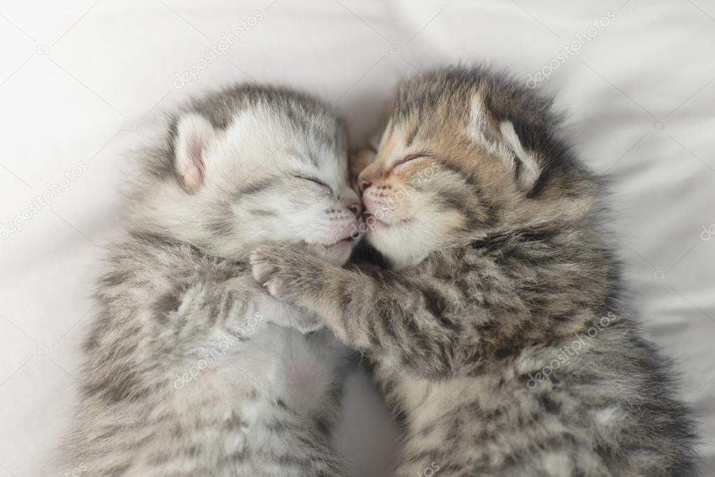 Mignon Tabby Chatons Sommeil Et Calins Image Libre De Droit Par Lufimorgan C