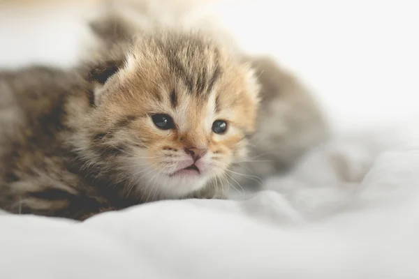 Gatinhos bonito tabby deitado — Fotografia de Stock