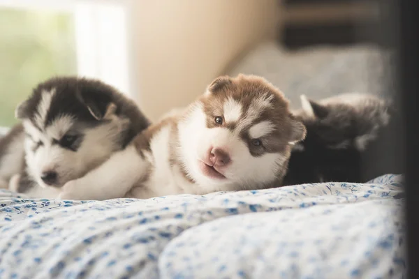 Carino due cuccioli siberiano husky sdraiato su un letto — Foto Stock