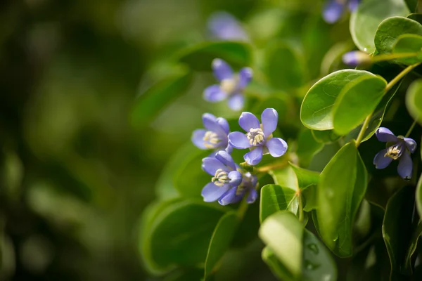 Stäng upp små blå blommor — Stockfoto