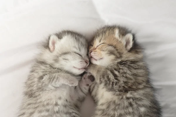 Lindos gatitos tabby durmiendo y abrazando —  Fotos de Stock