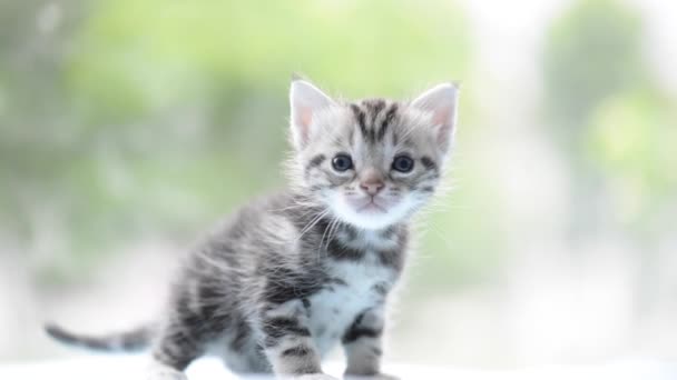 Cute tabby kitten playing on the bed — Stock Video