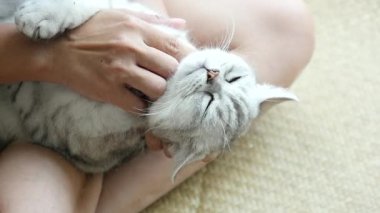 Asyalı kadın onun tekir kedi ile oynarken yavaş hareket