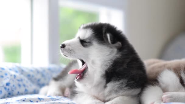 Schattig Siberische husky puppy geeuwen op bed — Stockvideo