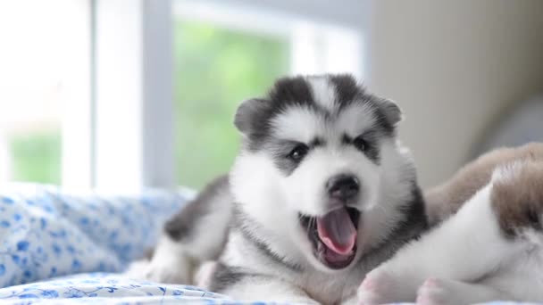 Niedlichen sibirischen Husky Welpen gähnen auf dem Bett — Stockvideo