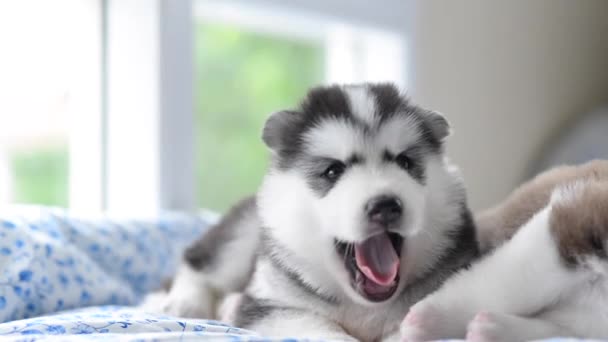 Cute siberian husky puppy yawning on bed