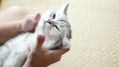 Asyalı kadın onun tekir kedi ile oynarken yavaş hareket