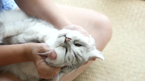 Asian woman playing with her tabby cat,slow motion — Stock Video