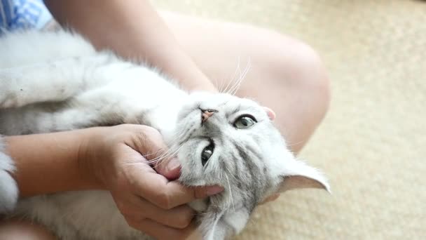 Asian woman playing with her tabby cat,slow motion — Stock Video