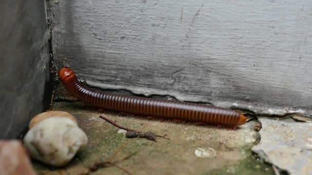 Large millipede walking — Stock Video