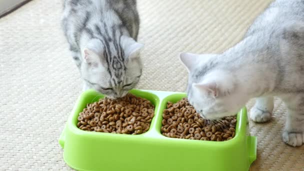 Twee Amerikaanse Korthaar katjes eten van droog kattenvoedsel, slow-motion — Stockvideo