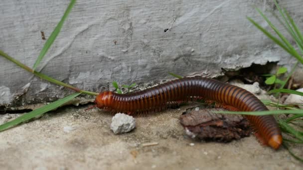 Large millipede walking — Stock Video