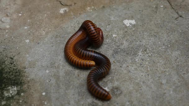 Large Millipede Mating — Stock Video