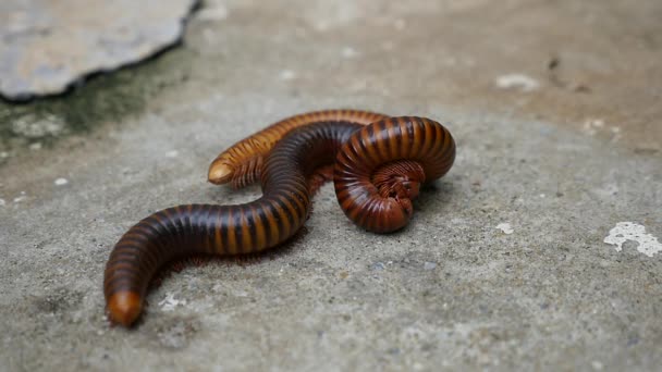 Large Millipede Mating — Stock Video