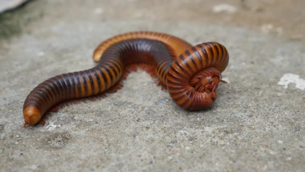 Large Millipede Mating — Stock Video