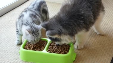 Sevimli köpek ve kedi yemek yiyecek birlikte, yavaş kuru