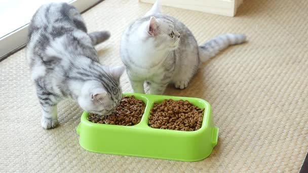 Dois gatinhos americanos de Shorthair comendo comida de gato seco, câmera lenta — Vídeo de Stock