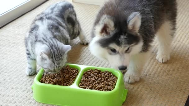 Schattige puppy en kitten eten van droog voedsel samen, slow-motion — Stockvideo