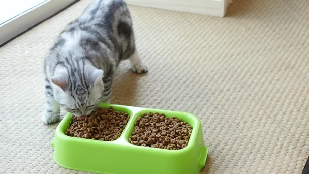 Американский короткошерстный котенок ест сухую кошачью еду, замедленная съемка — стоковое видео